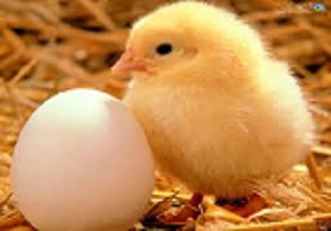 تولید 18میلیون جوجه دراستان قزوین