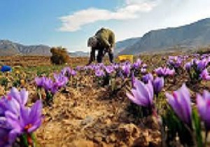 افزایش 5 هکتاری سطح زیر کشت زعفران در بویین زهرا