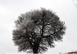 بالاخره ال نینو زمستان سختی در ایران دارد یا نه؟