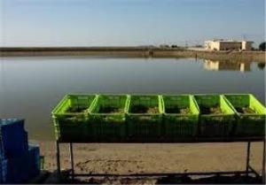 صادرات بیش از 118 تن میگو از گلستان