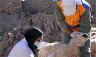 واکسیناسیون دام سبک در سیستان و بلوچستان
