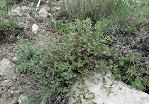 مرزه کلاری گونه بومی و انحصاری چهارمحال و بختیاری