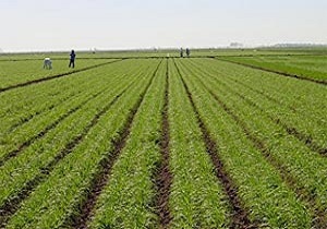 استان اردبیل در زمینه کشاورزی یکی از قطب های اساسی کشور است