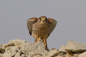 نجات پرندگان از چنگ صیادان غیرمجاز در گلستان