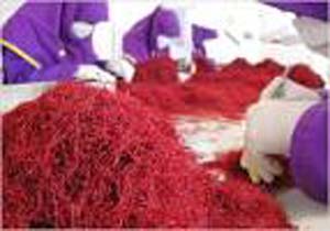 آغاز برداشت طلای سرخ در ساری