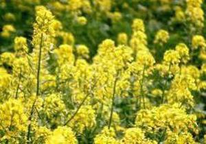 تسهیلات 3 میلیون تومانی سرمایه در گردش برای کلزاکاران مازندرانی
