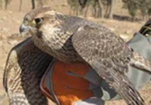 دستگیری شکارچی غیر مجاز در قشم