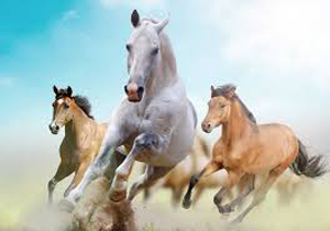 کاهش واردات اسب به کشور