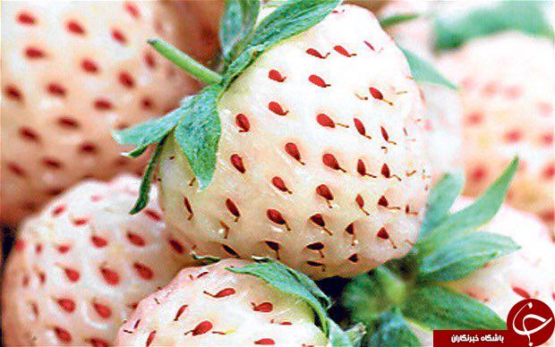 اسرار شگفت انگیز دنیای میوه ها+عکس