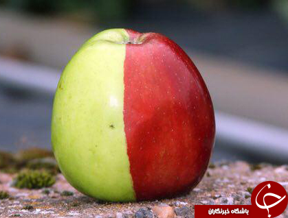 اسرار شگفت انگیز دنیای میوه ها+عکس