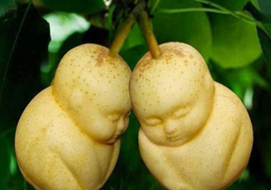 محصولات تراریخته یا دستکاری ژنتیکی شده + فیلم