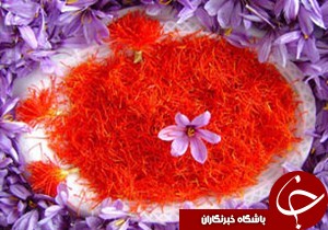 برداشت زعفران در گیلان