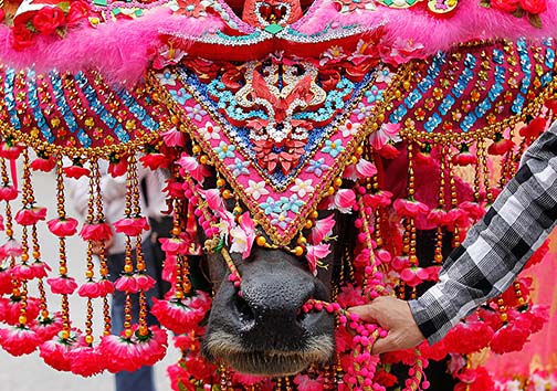 مسابقات بوفالو سواری چونبوری 2015 + تصاویر