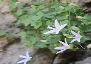 کشف و ثبت جهانی 2 گونه گیاهی در هورامان