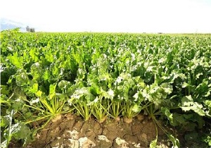 افزایش 30 درصدی سطح زیر کشت چغندرقند استان کرمانشاه