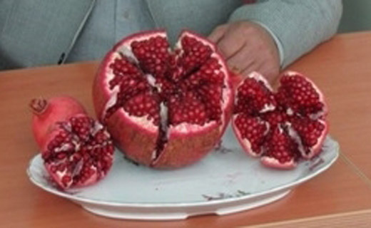 رکوردگیری بزرگ&zwnj;ترین انار در ساوه با یک کیلو و 773 گرم