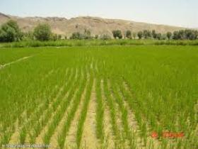 ارائه دستورالعمل کشت پاییزه به کشاورزان ابهری