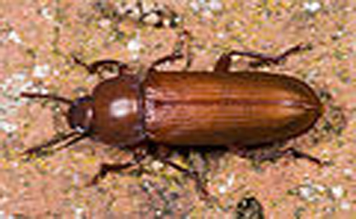 تجزیه زباله با کمک سوسک ها+ عکس