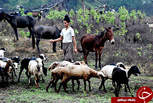عکس هایی که بوی زندگی می&zwnj;دهد (قسمت نهم)