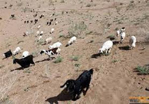 مرگ 40 هزار راس دام در دست پیگیری