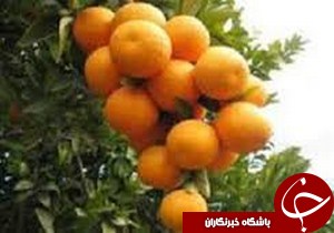 مرکبات نوبرانه گیلان به بازار