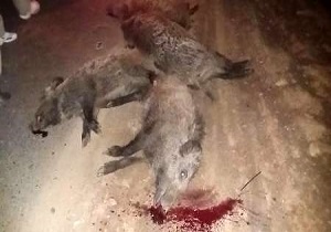 تلف شدن چهار خوک وحشی براثر برخورد خودرو در جاده مریوان
