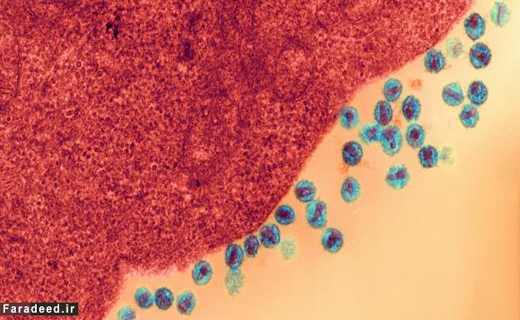 زمان و مکانِ ورود ویروس HIV کدام شهر است؟