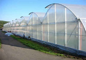 تکمیل 3 شهرک گلخانه ای در استان اردبیل