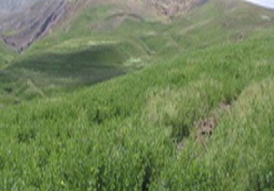 کاظمی: آزادسازی 200 هکتار از اراضی ملی پایتخت