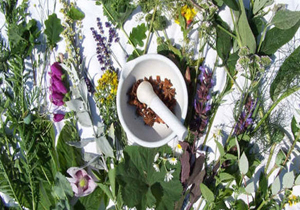 وجود ۱۰۰۰ گونه گیاهی دارای خاصیت دارویی در کشور