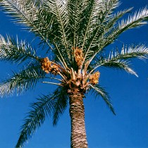 به بار نشستن یک اصله نخل در صومعه سرا
