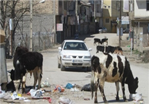 احشام سرگردان مرگ یک زن را رقم زدند