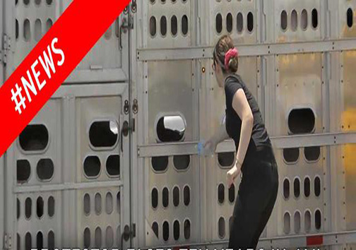 حکم زندان 10 ساله به خاطر آب دادن به حیوانات! + تصویر