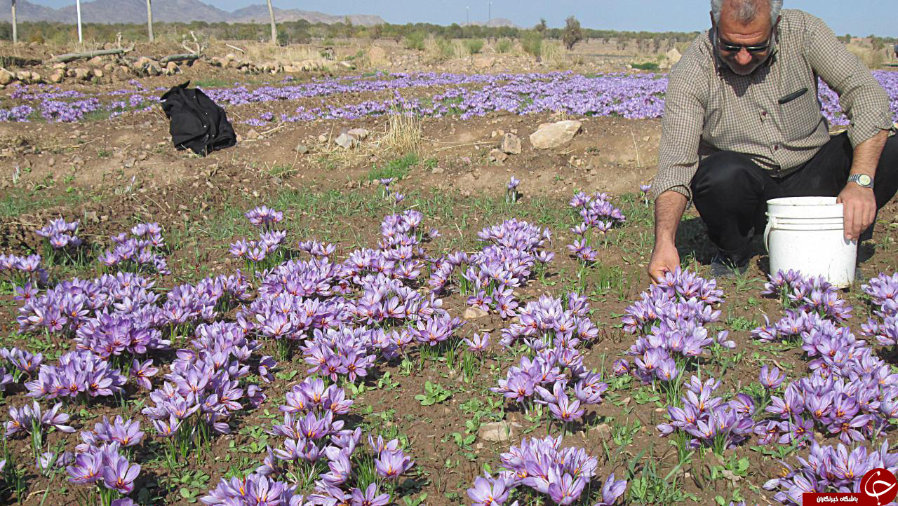 مراحل جالب ودیدنی برداشت طلای سرخ +تصاویر