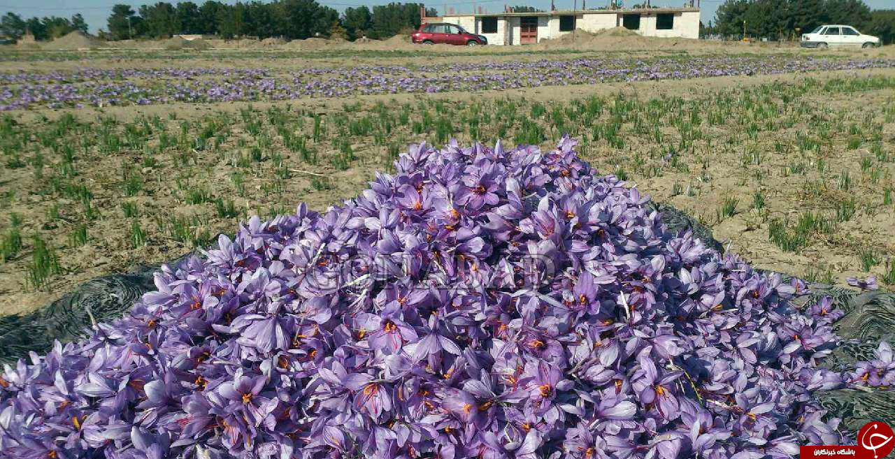 مراحل جالب ودیدنی برداشت طلای سرخ +تصاویر