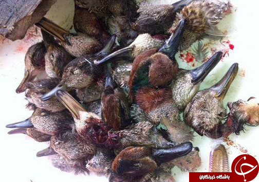 مهمان کشی و قانون شکنی + تصاویر