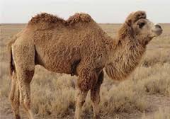 توقیف محموله های قاچاق طیور در خراسان جنوبی