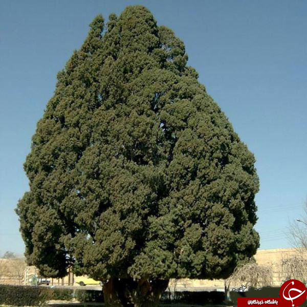 نگاهی به  سرو چهار هزار ساله درایران+تصاویر