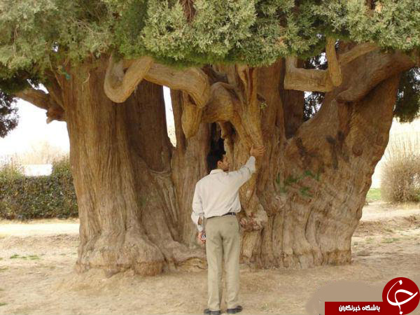 نگاهی به  سرو چهار هزار ساله درایران+تصاویر