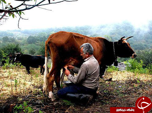 عکس هایی که بوی زندگی می&zwnj;دهد( قسمت 12 )