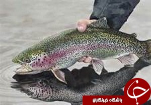 توليد بيش از 200 هزار تن ماهی در قفس