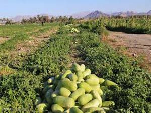 آغاز برداشت هندوانه در توکهور و هشتبندی میناب