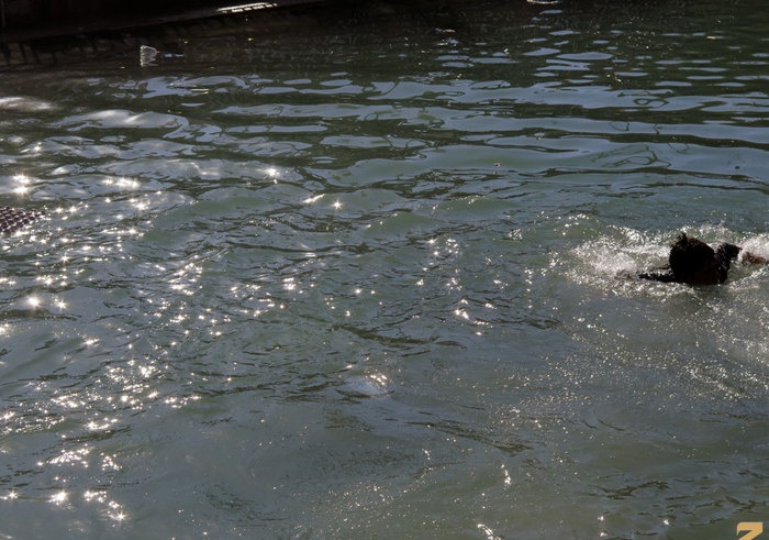 آبی كه سلامت زائران کربلا را تهديد می&zwnj;كند+ عکس