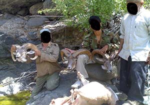 قتل و عام بی‌رحمانه 11 راس قوچ وحشی در جغتای+ تصاویر