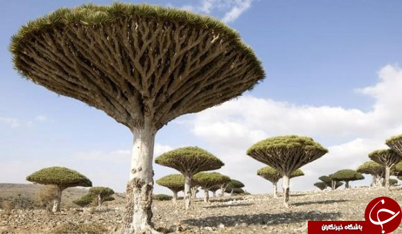 نمایی ازدرخت خون اژدها در یمن!