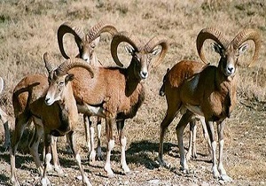 آغاز سرشماری پاییزه پستانداران شاخص استان اردبیل