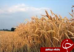 شناسنامه کیفیت دار بودن گندم برای ورود به کارخانجات خوزستان