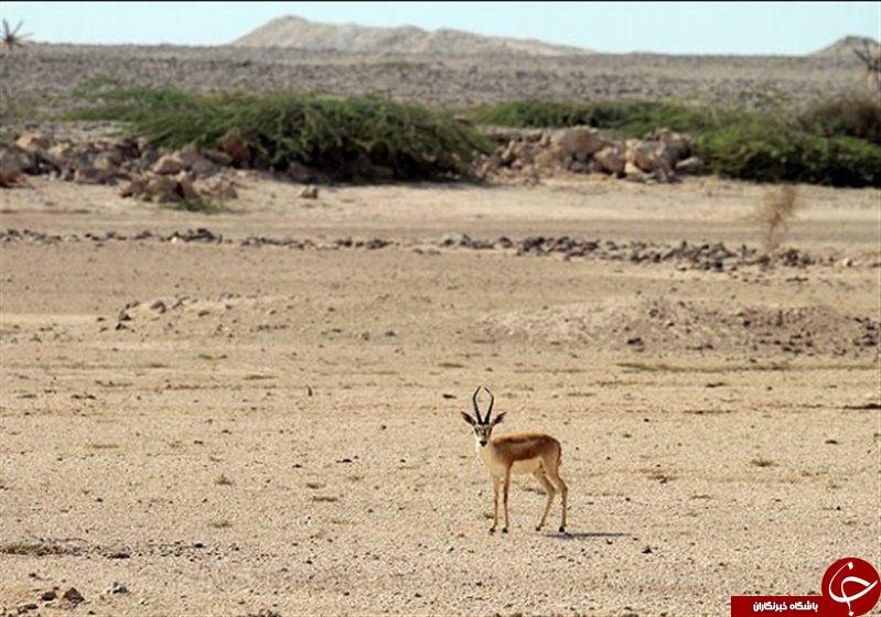 آیا می دانید جزیره راز متعلق به کجاست؟+تصاویر