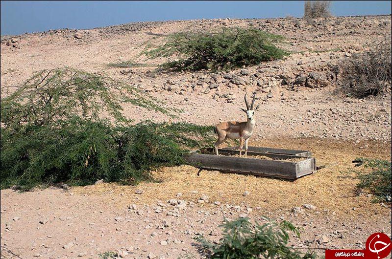 آیا می دانید جزیره راز متعلق به کجاست؟+تصاویر