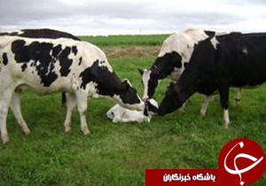 گوساله عجيب الخلقه در شهرستان سياهکل